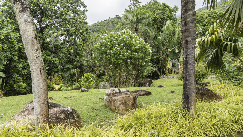 Скачать В ботаническом саду произрастает пышная зеленая растительность фотосток Ozero