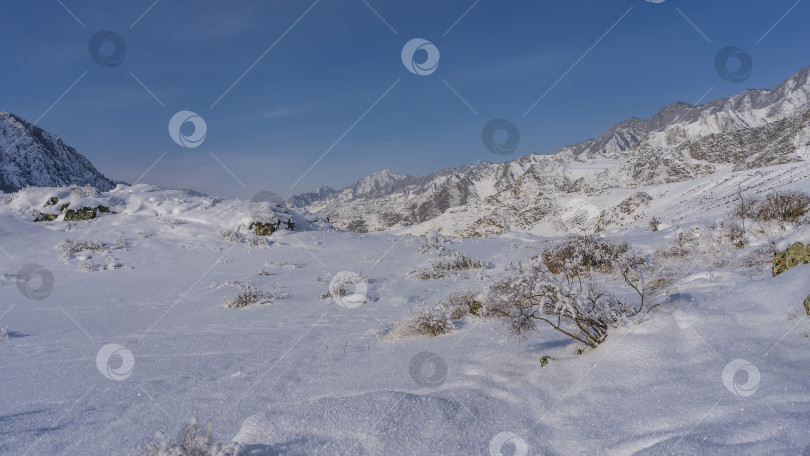 Скачать На нетронутом заснеженном склоне холма видны кусты, покрытые пушистым белым инеем. фотосток Ozero
