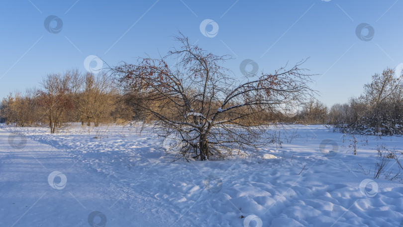 Скачать Тропинка, протоптанная в сугробах. фотосток Ozero