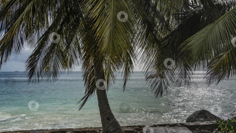 Скачать Зеленые листья и стволы пальм на фоне океана и неба. фотосток Ozero