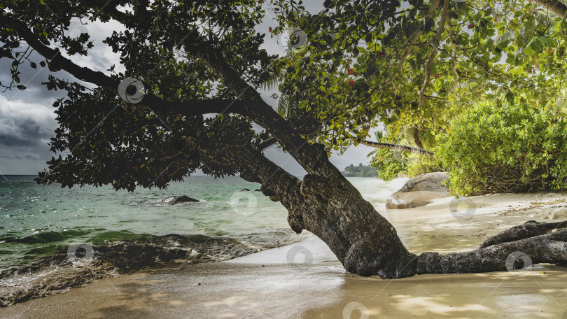 Скачать Ствол дерева лежит на песчаном пляже и омывается волнами. фотосток Ozero