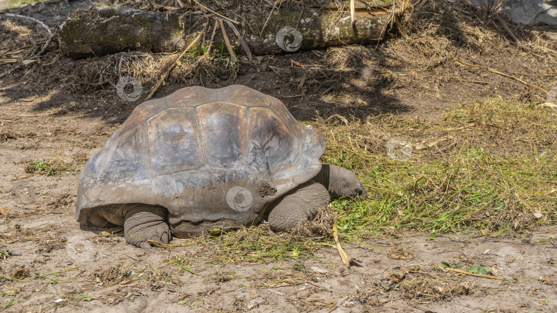 Скачать Гигантская черепаха Aldabrachelys gigantea отдыхает. фотосток Ozero