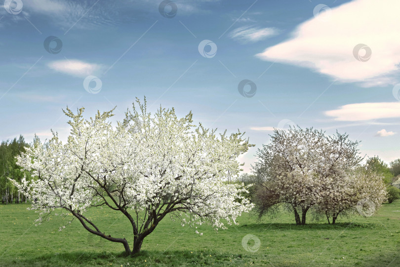 Скачать Весеннее время на природе с цветущими деревьями. Цветущая вишня, дерево сакура и яблоня на зеленом поле с голубым небом и облаками. фотосток Ozero