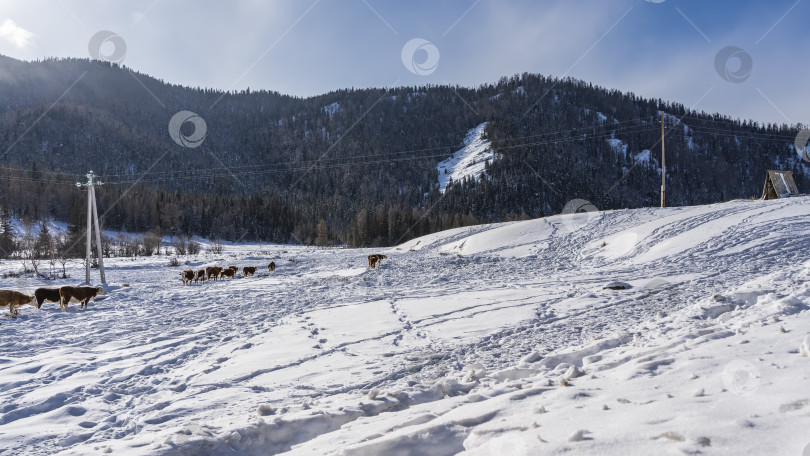 Скачать Стадо коров пасется в заснеженной долине. фотосток Ozero