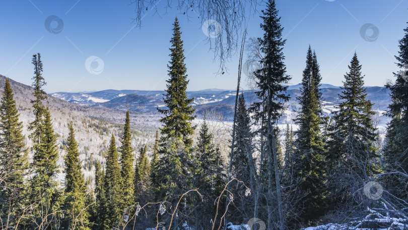 Скачать Хвойные деревья на склоне холма. фотосток Ozero