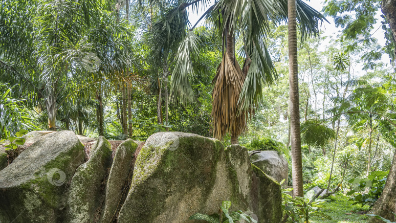 Скачать Тропические заросли в ботаническом саду. фотосток Ozero