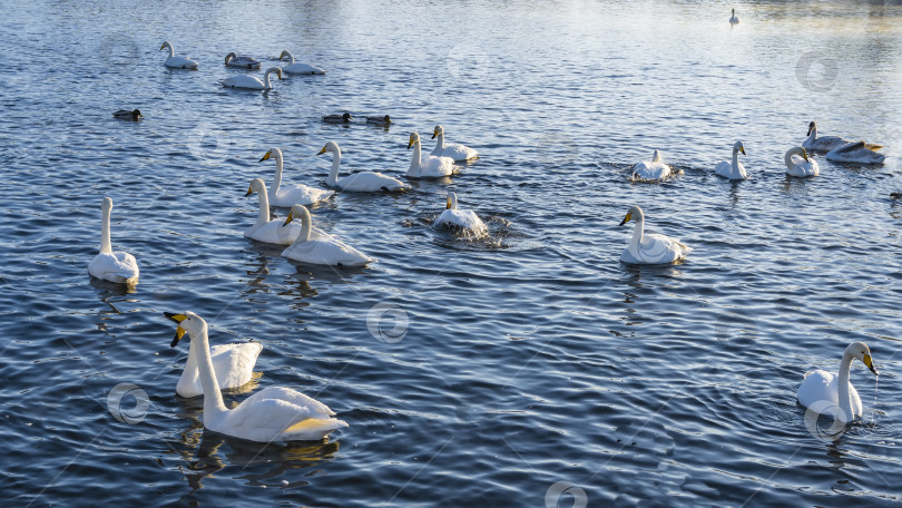 Скачать Грациозные белые лебеди плавают в незамерзающем озере. фотосток Ozero