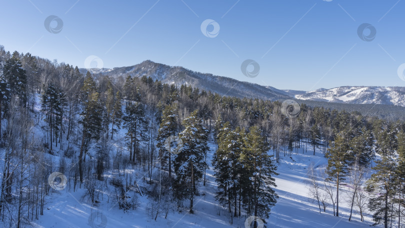 Скачать Хвойный лес растет на заснеженном склоне холма. фотосток Ozero