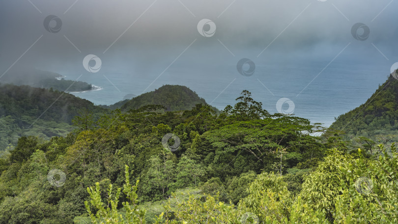 Скачать Пышные тропические заросли на холмах. фотосток Ozero