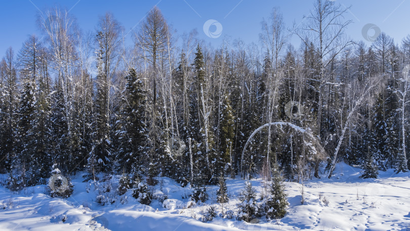 Скачать Сказочный зимний лес. фотосток Ozero