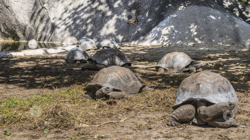 Скачать Гигантские черепахи Aldabrachelys Gigantea, прогуливающиеся по загону. фотосток Ozero