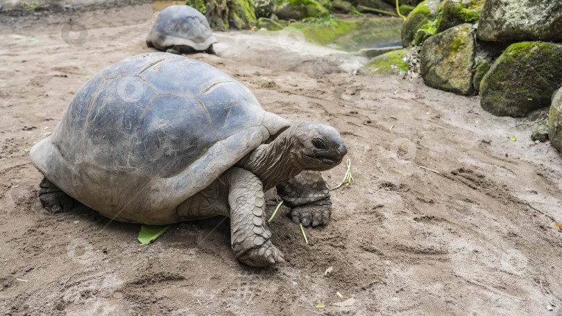 Скачать Ходит гигантская черепаха Aldabrachelys gigantea. Крупный план. фотосток Ozero