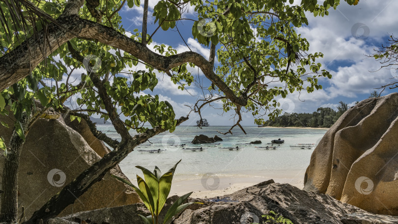 Скачать Сквозь листву и ветви деревьев виден тропический песчаный пляж. фотосток Ozero