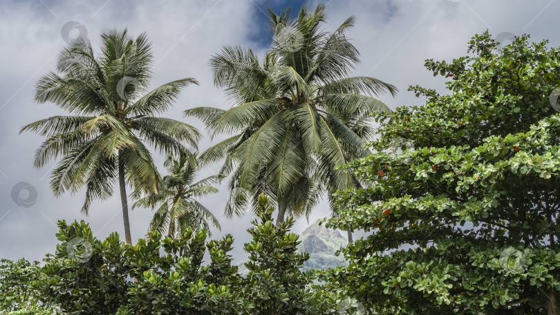 Скачать Пальмы и тропические деревья на фоне неба и облаков. фотосток Ozero
