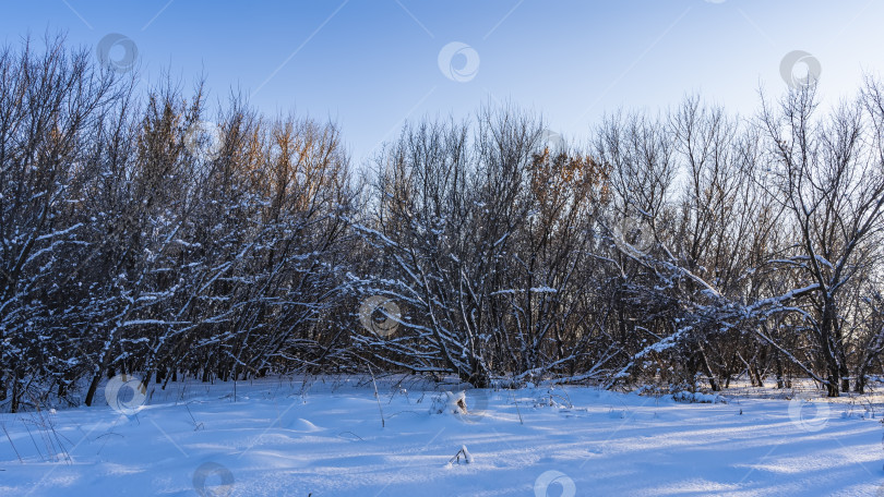 Скачать Зимний пейзаж. Голые кусты на фоне ясного голубого неба. фотосток Ozero