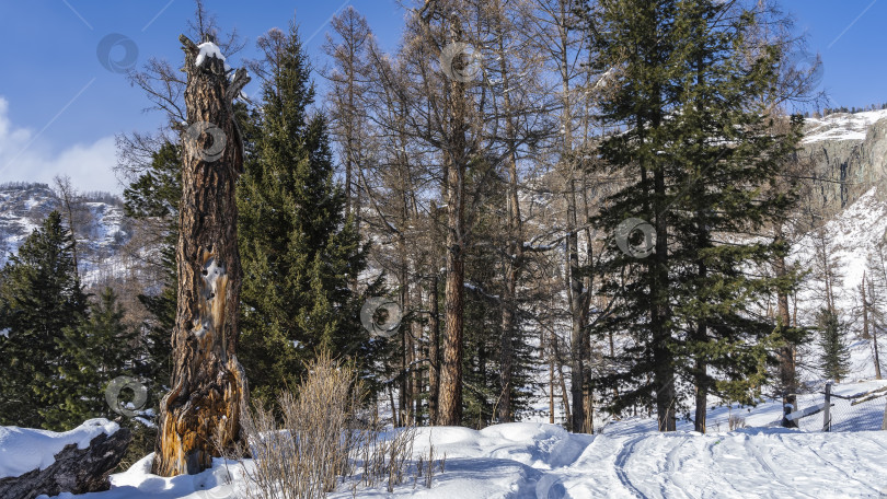 Скачать Вдоль дороги, утоптанной в снегу, растут вечнозеленые хвойные и голые деревья. фотосток Ozero