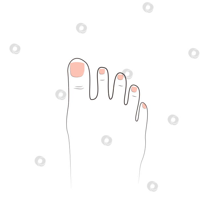 Скачать Изображение пальцев ног в стиле line фотосток Ozero