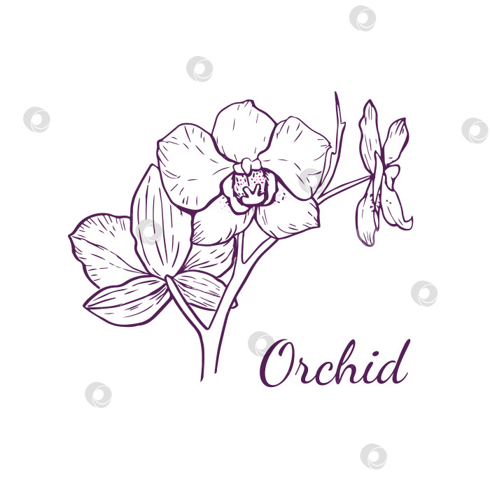 Скачать Векторный цветок орхидеи для логотипа фотосток Ozero