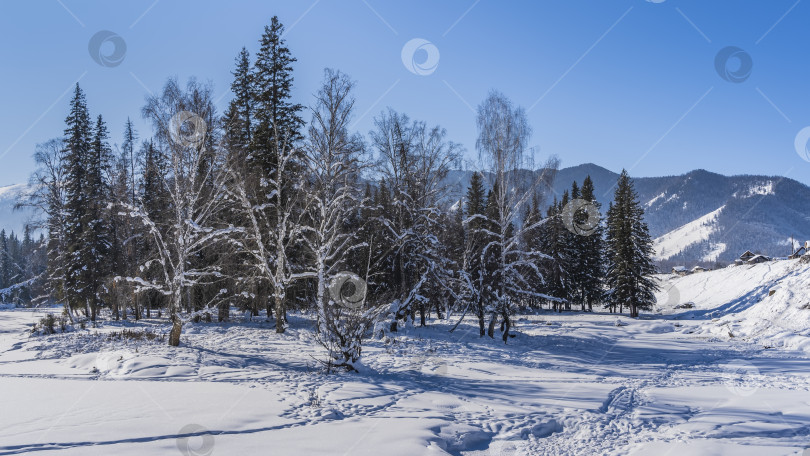 Скачать На опушке зимнего хвойного леса видны следы ног. фотосток Ozero