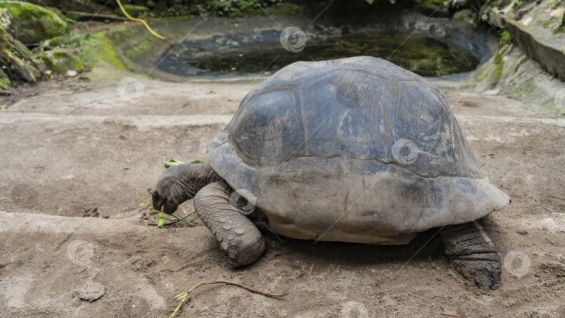 Скачать Гигантская черепаха Aldabrachelys gigantea питается травой фотосток Ozero