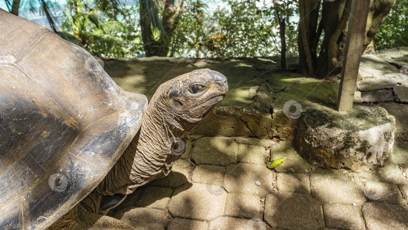 Скачать Портрет гигантской черепахи Aldabrachelys gigantea. Крупный план. фотосток Ozero