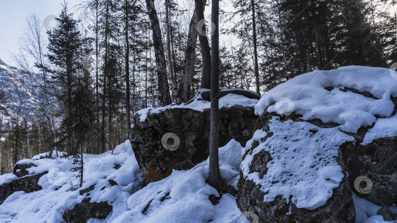 Скачать Большие живописные валуны в зимнем лесу покрыты слоем снега. фотосток Ozero