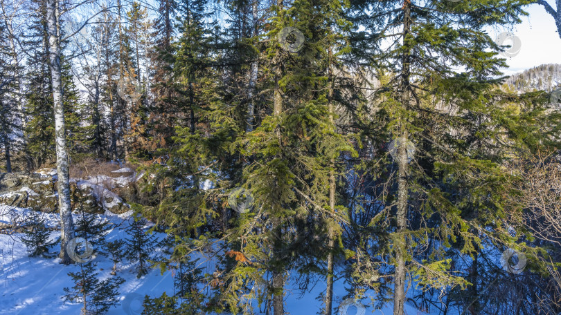 Скачать Тайга зимой. Хвойные вечнозеленые деревья и березы на заснеженной земле. фотосток Ozero