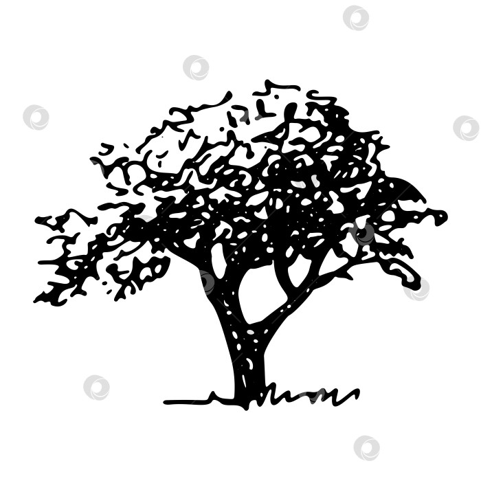 Скачать Раскидистое дерево, нарисованный от руки эскиз, векторный элемент ландшафта на t фотосток Ozero
