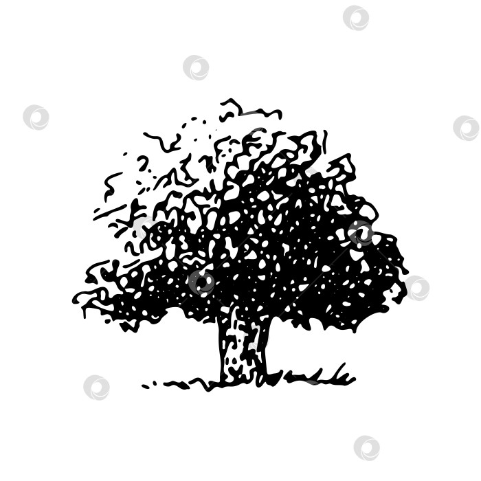 Скачать Раскидистое нарисованное от руки дерево, векторный клипарт фотосток Ozero