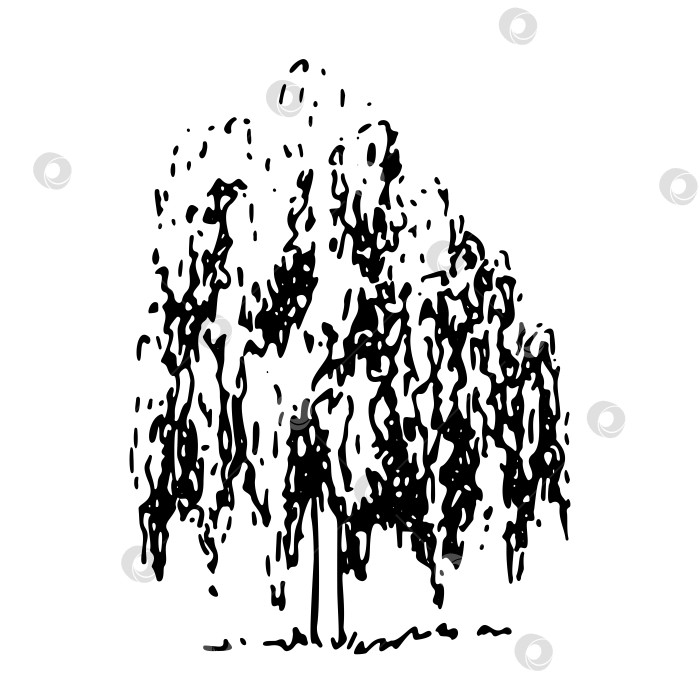 Скачать Плачущая форма нарисованного от руки дерева, векторная иллюстрация фотосток Ozero