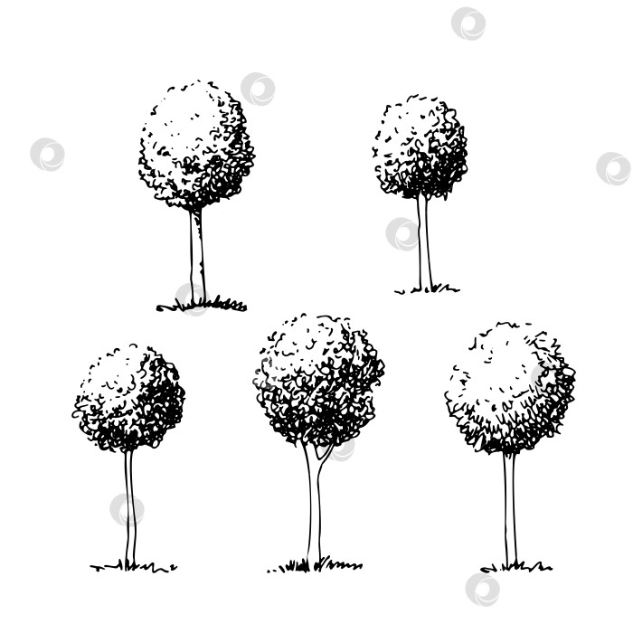 Скачать Набор нарисованных от руки деревьев, эскиз от руки, круглые формы, векторная графика фотосток Ozero