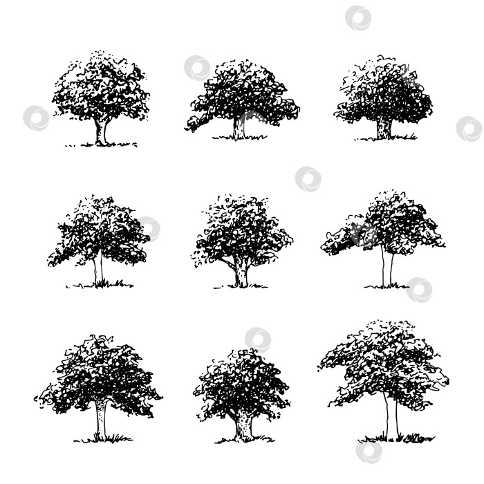 Скачать Набор раскидистых деревьев, нарисованный от руки контурный эскиз, векторная архитектура фотосток Ozero