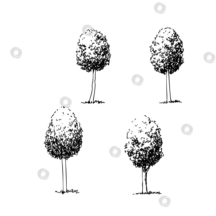 Скачать Нарисованные от руки деревья, набор векторных овальных форм деревьев, изолированные p фотосток Ozero
