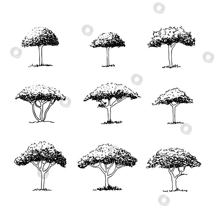 Скачать Набор зонтичных деревьев, эскиз от руки, векторный ландшафтный дизайн архитектора фотосток Ozero