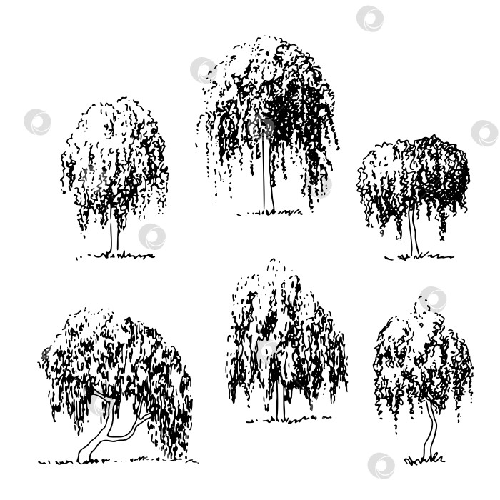 Скачать Набор плачущих деревьев, нарисованный от руки эскиз силуэта, векторная арчи фотосток Ozero