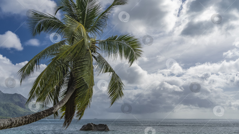 Скачать кокосовая пальма грациозно склонилась над бирюзовым океаном. фотосток Ozero