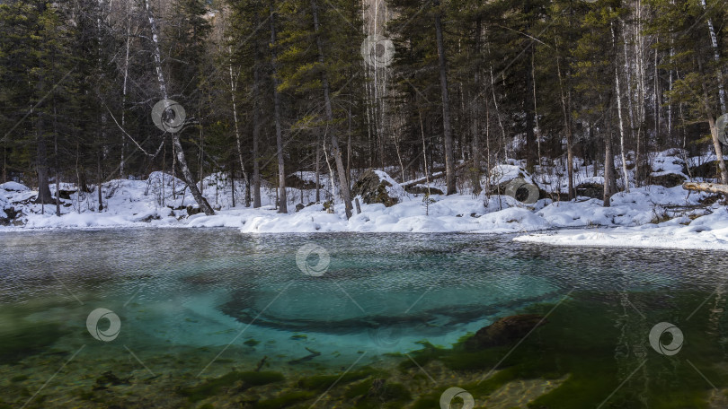 Скачать Уникальное незамерзающее озеро в зимнем лесу. фотосток Ozero