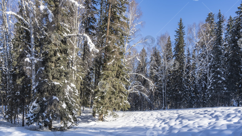 Скачать Сказочный зимний лес на фоне голубого неба. фотосток Ozero