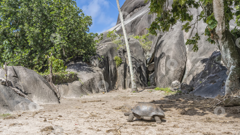 Скачать гигантская черепаха Aldabrachelys gigantea прогуливается по тропическому острову. фотосток Ozero