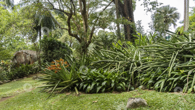 Скачать В ботаническом саду растут тропические растения. фотосток Ozero