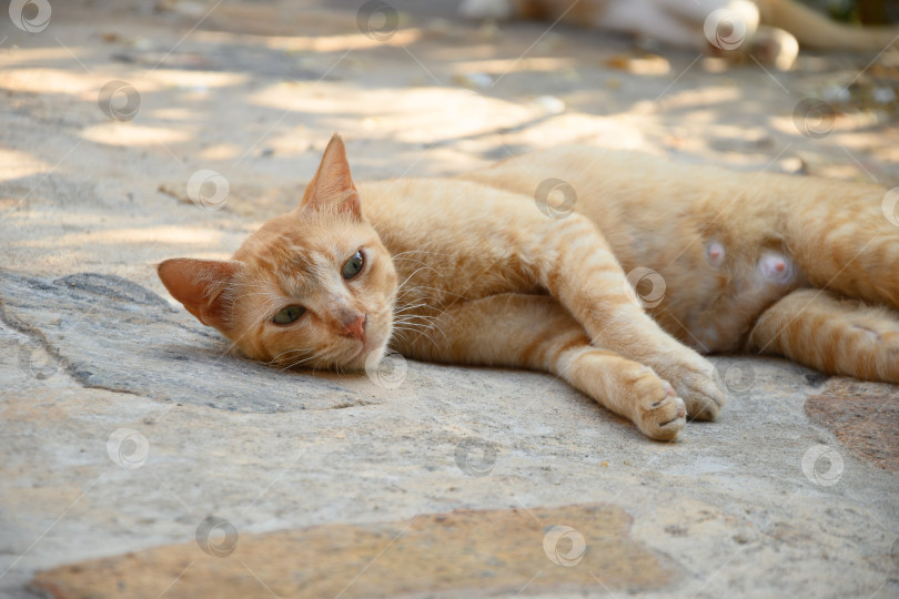 Скачать Бездомная кормящая кошка ждет своих котят. Брошенное животное на улице. фотосток Ozero