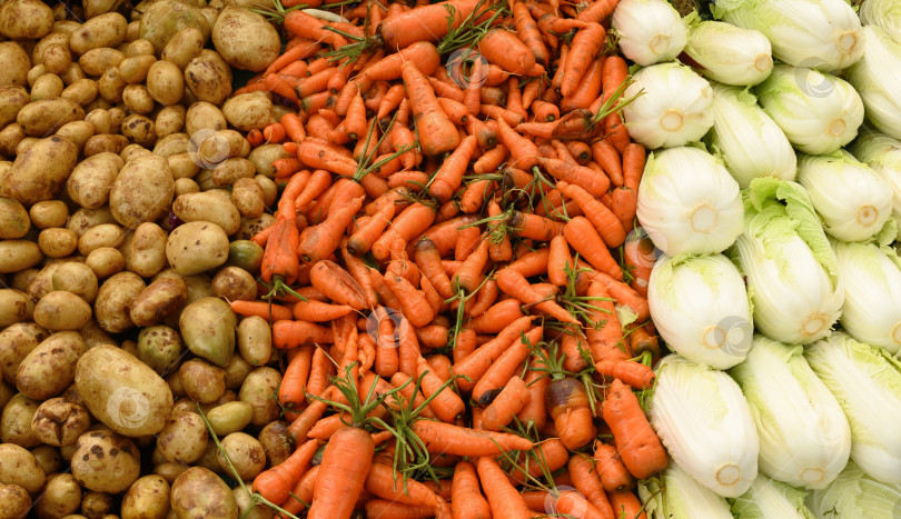 Скачать Свежие разные овощи, пекинская капуста, морковь, картофель. фотосток Ozero
