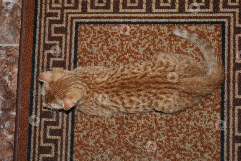 Скачать Невидимый кот. Шотландская вислоухая кошка Джинджер таби лежит на ковре похожей расцветки. Превосходная маскировка, сливающаяся с местностью фотосток Ozero