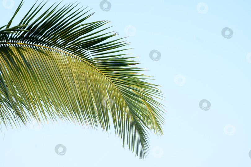 Скачать Одинокий пальмовый лист на фоне голубого неба. фотосток Ozero