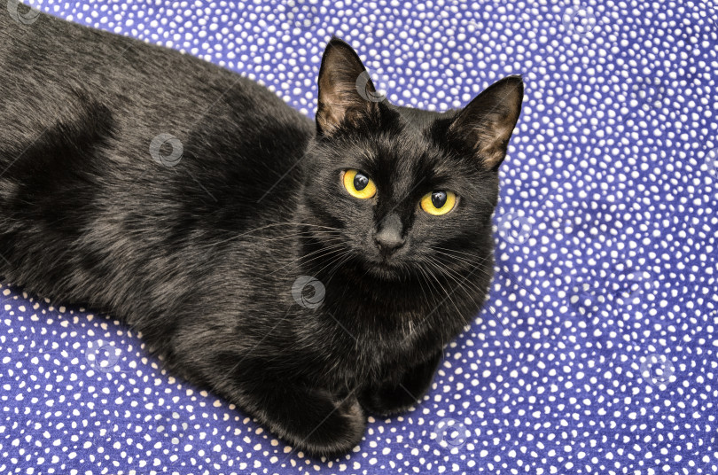 Скачать черный кот смотрит в камеру фотосток Ozero