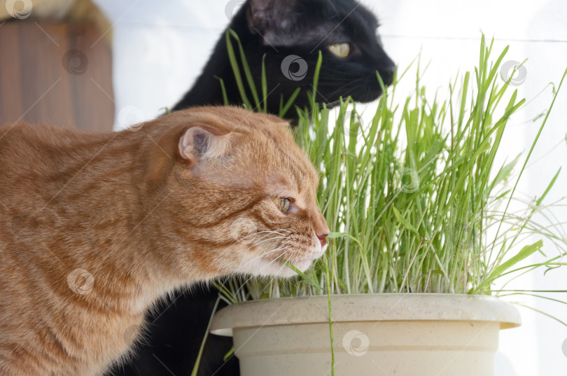 Скачать Фотография рыжей вислоухой кошки и черного кота, поедающих траву из цветочного горшка фотосток Ozero