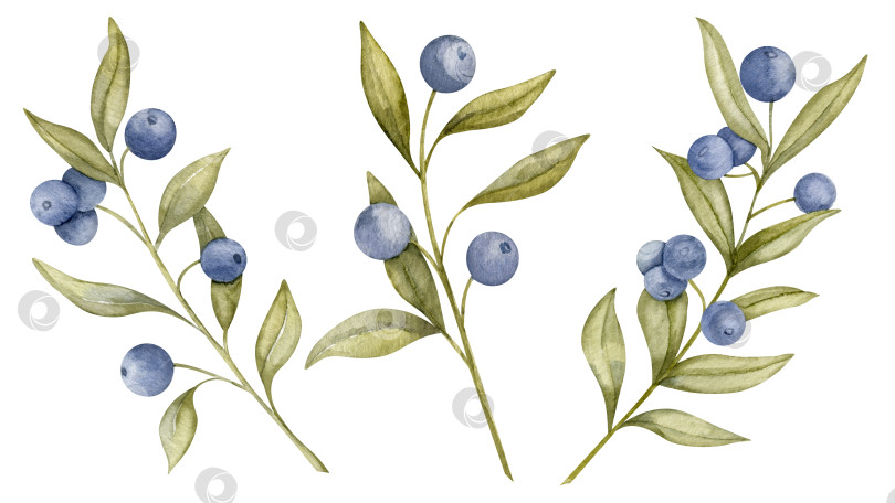 Скачать Набор веточек черники. Нарисованная от руки акварельная иллюстрация с изображением синих ягодных плодов и зеленых листьев на белом изолированном фоне. Рисунок из черники. Набросок черники или ежевики для клипарта фотосток Ozero