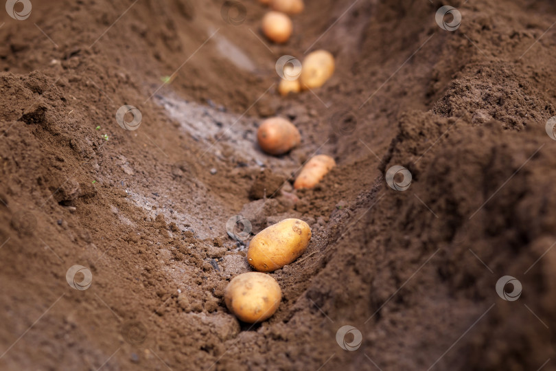 Скачать Посадка клубней картофеля в грунт. Подготовка к ранней весне фотосток Ozero