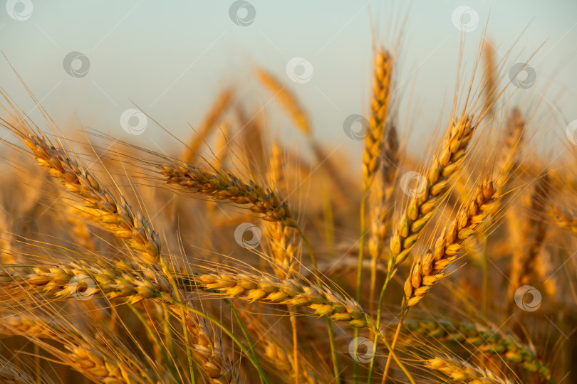 Скачать В поле растет молодая пшеница. Во время созревания цвет белого фотосток Ozero