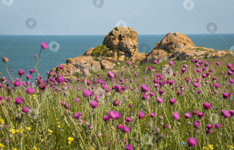 Скачать Красивый пейзаж с розовыми цветами, скалами, пляжем и красивой природой. фотосток Ozero